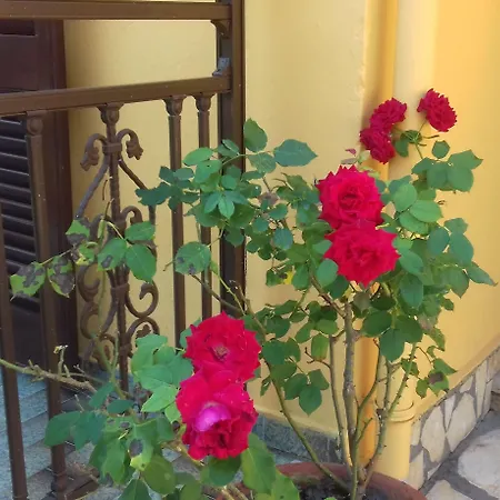 Corfu Dream Fani Ύψος
